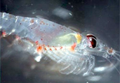 krill, description follows