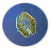 phytoplankton