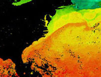 the Gulf Stream depicted by sea surface temperature